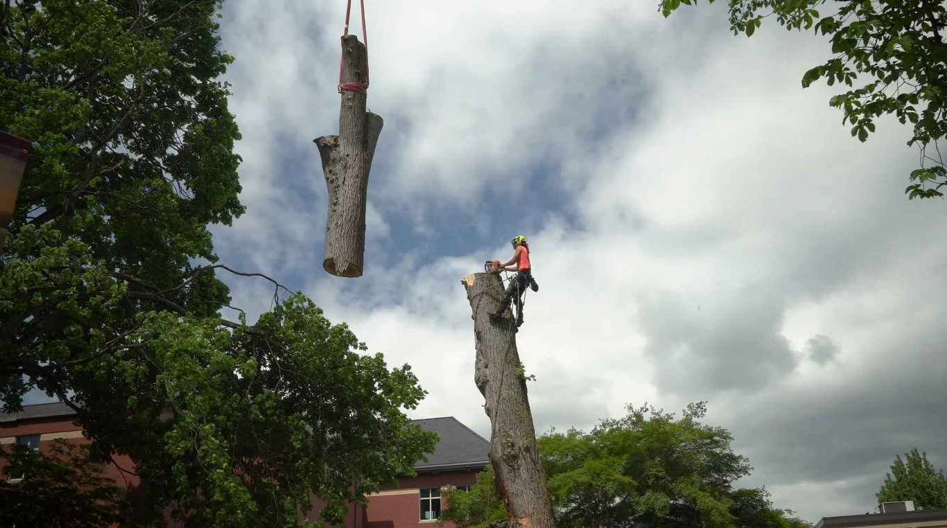 Professional crane-assisted tree removal with rigging in Laredo, TX