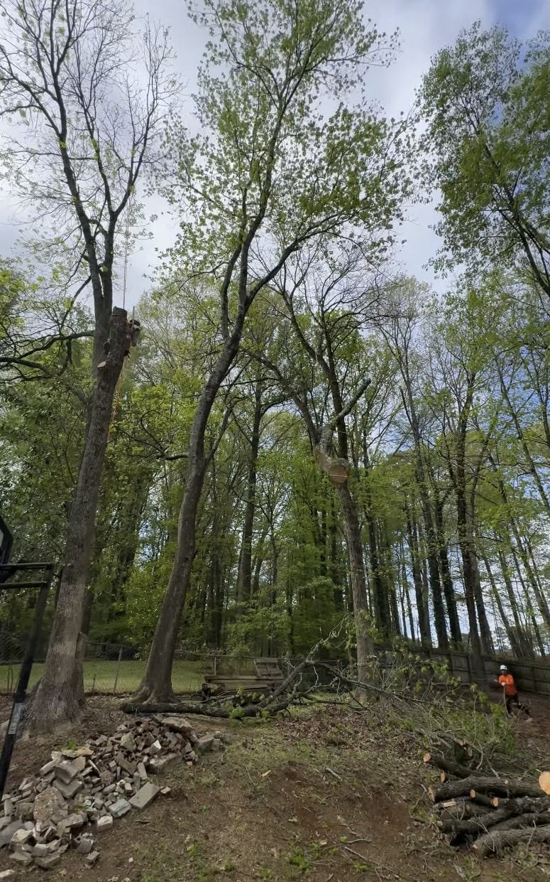 Professional tree service crew removing tall trees in Laredo, TX